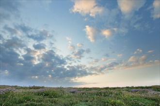 Fleecy clouds adorn the evening blue sky and form the canopy over a meadow of flowers, France,