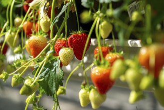 Strawberry cultivation in a greenhouse, young strawberry plants are growing, at different stages of