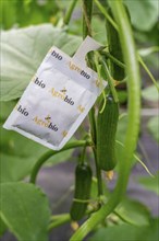 Cultivation of mini cucumbers, snack cucumbers, in a greenhouse, bags with beneficial insects that