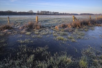 Blänke on a wet meadow, at frost, in the morning, NSG Dingdener Heide, North Rhine-Westphalia,