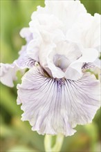 Beautiful multicolored iris flower bloom in the garden. Close up, fragility and summer concept