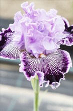 Beautiful multicolored iris flower bloom in the garden. Close up, fragility and summer concept