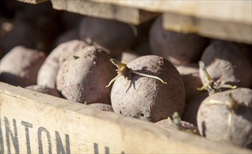 Seed potatoes ready for planting in farm chitting trays, Orford, Suffolk, England, United Kingdom,