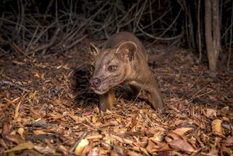 Fossa creeping cat (Cryptoprocta ferrox) in the dry forests of the Kirindy Forest in western