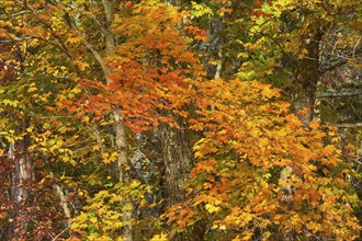 Maple (Acer), with colourful autumn leaves in shades of red, orange and yellow, autumn, New