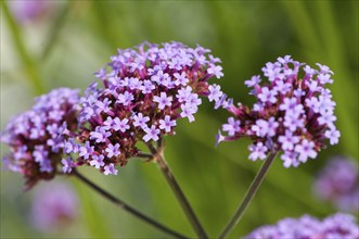 Flower impression, Purpletop vervain, purpletop vervain (Verbena bonariensis)