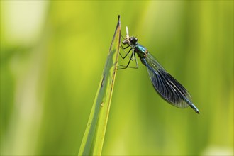 Banded demoiselle damselfly (Calopteryx splendens) adult male insect feeding on a small bug on a