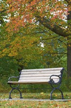 Wooden bench in the park under autumn trees with falling leaves, quiet and peaceful atmosphere,