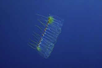 Salpe (Pegea confoederata) in the Mediterranean Sea near Hyères, dive site peninsula Giens, Côte