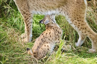 Eurasian lynx (Lynx lynx) youngster drinking milk from its mother while sitting in the grass,