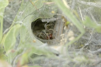 Common labyrinth spider (Agelena labyrinthica), female in web, Provence, South of France