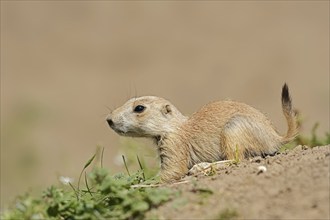 Black-tailed prairie dog (Cynomys ludovicianus), juvenile, captive, occurrence in North America