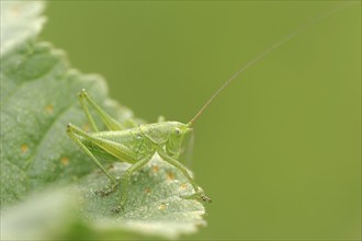 Leafhopper (Tettigonia spec.), nymph, Provence, Southern France