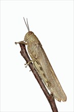 Egyptian locust (Anacridium aegyptium), Camargue, Provence, southern France