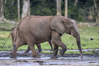 African forest elephant (Loxodonta cyclotis) in the Dzanga Bai forest clearing, Dzanga-Ndoki