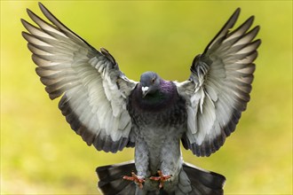 City dove (Columba livia forma domestica) in flight, wildlife, Germany, Europe