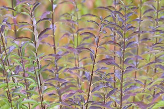 Ornamental shrub, autumnal foliage with raindrops, Moselle, Rhineland-Palatinate, Germany, Europe