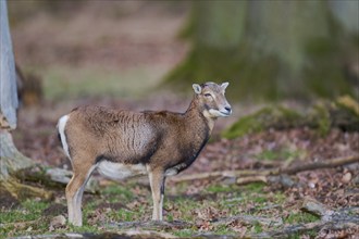 Mouflon (Ovis orientalis) female, captive, Lower Saxony, Germany, Europe