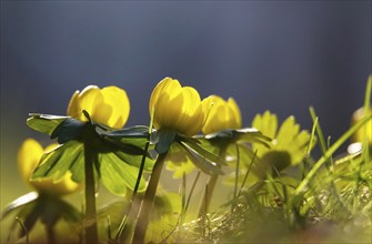 Winter aconites (Eranthis hyemalis), Germany, Europe