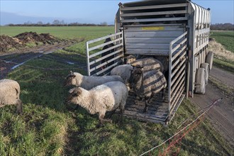 Black-headed domestic sheep (Ovis gmelini aries) run from the trailer to the pasture,