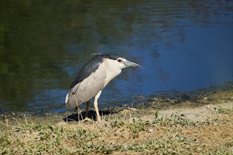 Black-crowned night heron (Nycticorax nycticorax) standing beside the water, Camargue, France,