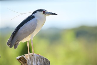 Black-crowned night heron (Nycticorax nycticorax) standing on a tree trunk, Camargue, France,