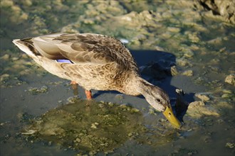 Wild duck (Anas platyrhynchos) female, searching for food, Bavaria, Germany, Europe