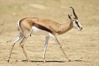 Springbok (Antidorcas marsupialis), walking through the dessert, captive, distribution Africa