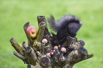 European squirrel (Sciurus) eating nuts in the garden, Schleswig-Holstein, Germany, Europe