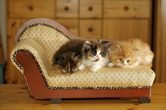 Persian cat, long-haired cat, kittens