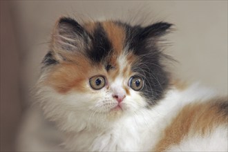 Persian cat, long-haired cat