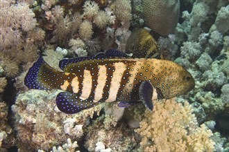 Pair of bluespotted grouper (Cephalopholis argus) during courtship, mating, dive site House Reef,