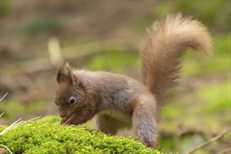 Red squirrel (Sciurus vulgaris) adult animal burying a nut in a woodland, Yorkshire, England,