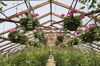 Pink Pelargonium, Geraniums in hanging baskets and Solanum lycopersicum, Cherry Tomato plants being