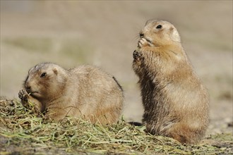 Black-tailed prairie dogs (Cynomys ludovicianus), captive, occurring in North America