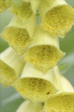 Large-flowered foxglove (Digitalis grandiflora, Digitalis ambigua), flowering, Bavaria, Germany,