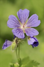 Caucasian cranesbill (Geranium ibericum), garden plant, North Rhine-Westphalia, Germany, Europe