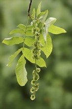 Caucasian wingnut (Pterocarya fraxinifolia), fruit stand, North Rhine-Westphalia, Germany, Europe