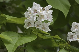 Common trumpet tree (Catalpa bignonioides, Catalpa syringifolia), flowers, ornamental tree, North