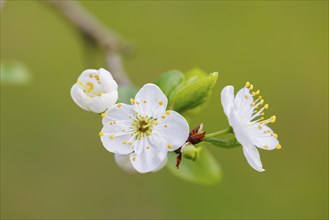 Blossom plum tree, Germany, Europe