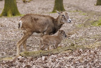 Mouflon (Ovis-gmelini), Germany, Europe