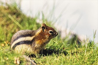 Golden-mantled ground squirrel (Callospermophilus lateralis) on a sunny grass meadow, Banff