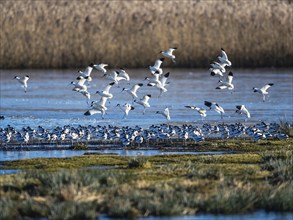 Pied Avocet, Recurvirostra avosetta, birds in flight over marshes at sunrise