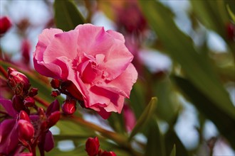 Close-up of a single pink flower with soft background, Koroni, Byzantine fortress, nunnery,