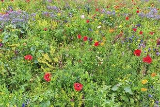 Colourful flower meadow, Germerode, Meißner, Frau-Holle-Land Geo-nature park Park, Hesse, Germany,