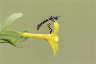 Dainty hawk fly (Dioctria bicincta) on a flower of shrubby jasmine (Chrysojasminum fruticans,