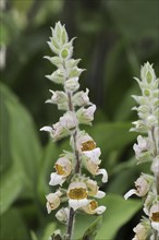 Woolly foxglove (Digitalis lanata), inflorescence, medicinal plant, North Rhine-Westphalia,