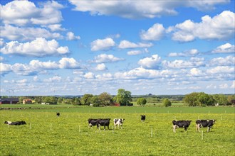 Dairy cows on a green meadow a sunny summer day in the countryside, Sweden, Europe