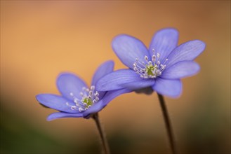 Liverwort, (Anemone hepatica), flower, early bloomer, plant, Steinhagen, Lower Saxony, Germany,