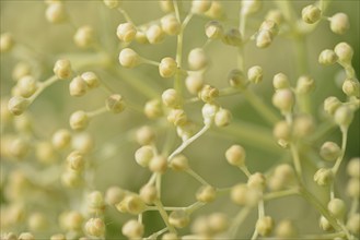 Elder (Sambucus nigra), umbrella panicle with single flowers still closed, North Rhine-Westphalia,